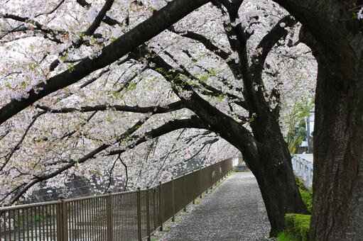 サクラ満開1(東京都・町田市内にて) サクラ,ソメイヨシノ,満開の写真素材