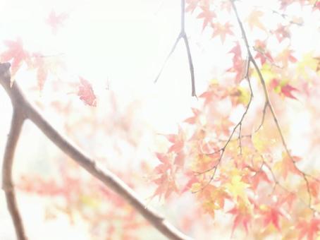 紅葉の写真