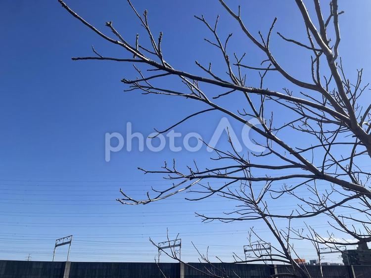 青空と早春の木 青空,川沿い,早春の写真素材