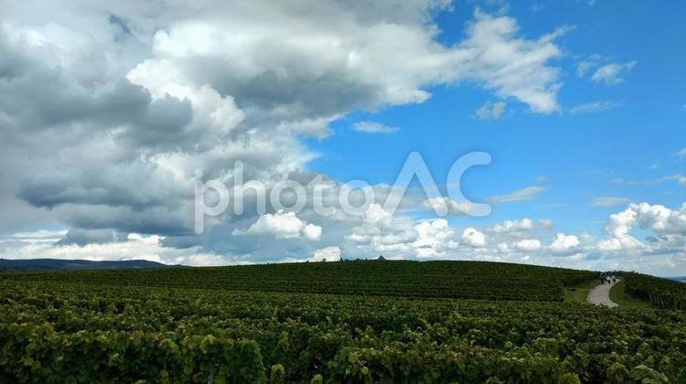 夏のぶどう畑ガイゼンハイム2 rheingau,rheinhessen,vineyardの写真素材