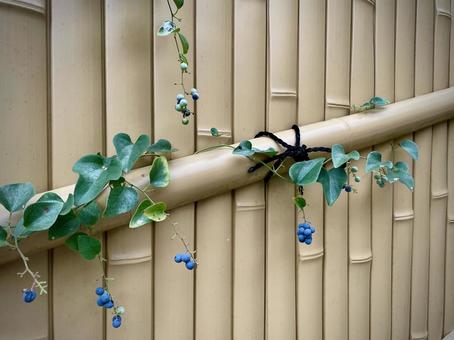 アオツヅラフジ 青葛藤,秋,青い実の写真素材