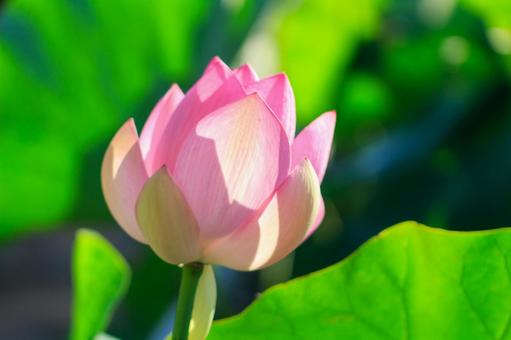 蓮の花 蓮の花 ハス,蓮,古代蓮の写真素材