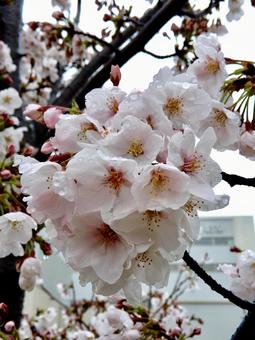 桜 桜の写真