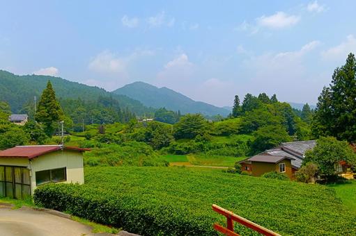 田峯城の茶畑 田峯城の茶畑 設楽,愛知,東三河の写真素材