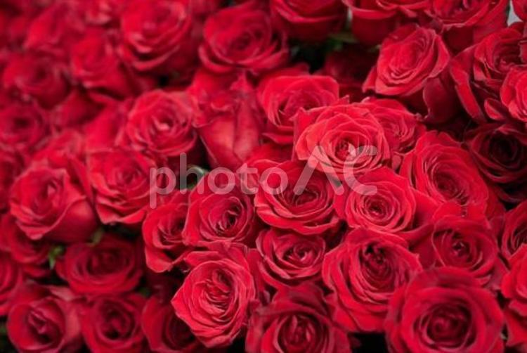 結婚や恋愛をイメージした真っ赤バラの花束	 満開,薔薇,花束の写真素材