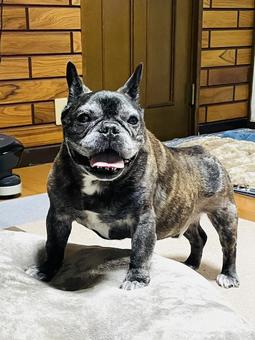 フレンチブルドッグ フレンチブルドッグの写真