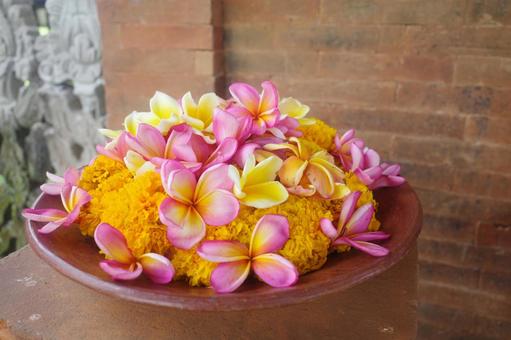 東南アジアの花 東南アジアの花 花,フラワー,flowerの写真素材