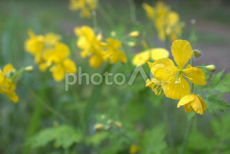 初夏の花　クサノオウ クサノオウ,山野草,黄色い花の写真素材