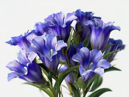 秋のリンドウの花束の写真