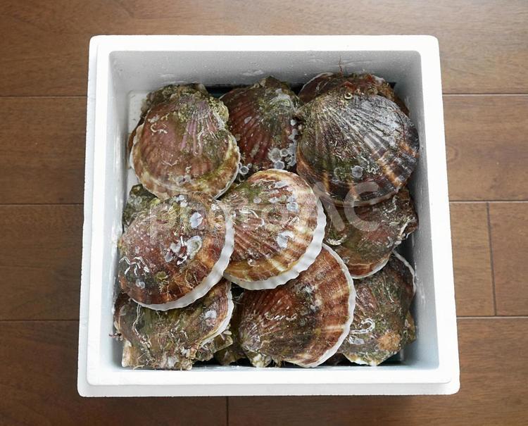 箱に入った日本の青森県産の殻付きホタテ 活ほたて,ホタテ,ホタテ貝の写真素材
