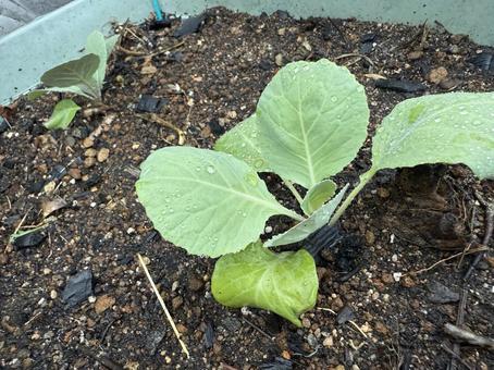 家庭菜園で育つキャベツの小さな苗 キャベツ,苗,野菜の写真素材