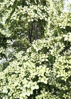 Photo, yamaboshi, সাদা, বসন্ত, 