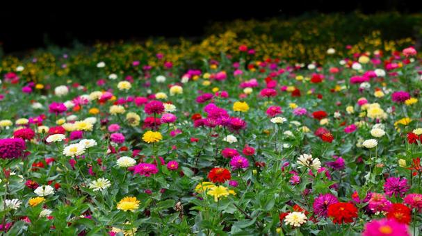 【花の写真】ジニア(百日草) 【花の写真】ジニア(百日草) 百日草,zinnia,9月の写真素材