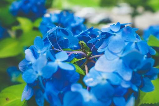 紫陽花とカエル・其の二 紫陽花とカエル・其の二の写真