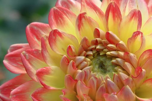 色鮮やかな大輪 色鮮やかな大輪 ダリア,花,キク科の植物の写真素材
