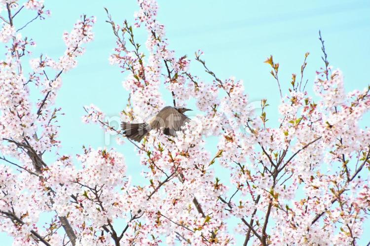 桜の花を飛び交う　ヒヨドリ 桜,花,満開の写真素材