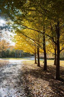 星観緑地の秋景色・札幌の色づく自然風景　 北海道,札幌,札幌市の写真素材