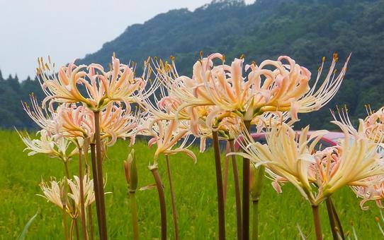 佐賀江里山の彼岸花 佐賀江里山の彼岸花の写真