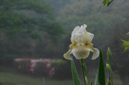 濃霧に咲く花 濃霧に咲く花の写真