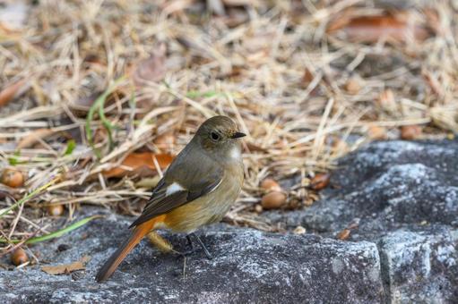 岩の上でこちらを向くジョウビタキ 岩の上でこちらを向くジョウビタキ ジョウビタキ,鳥,野鳥の写真素材