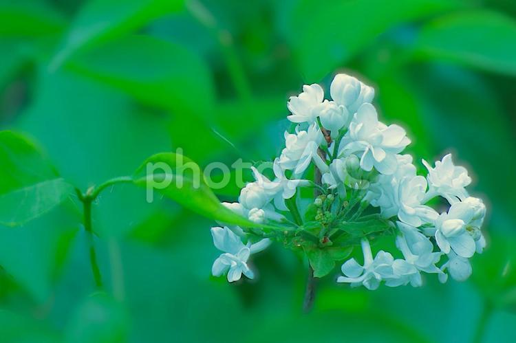 花模様ー季節の花 花模様,花,春の花の写真素材