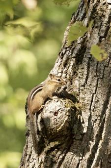 シマリス 生き物,動物,シマリスの写真素材