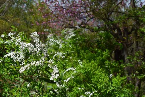 Spiraea, JPG Spiraea, JPG