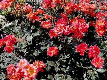 バラ バラ,ローズ,花びらの写真素材