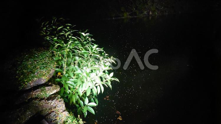 雨粒と水辺に生える植物 自然,緑,光の写真素材
