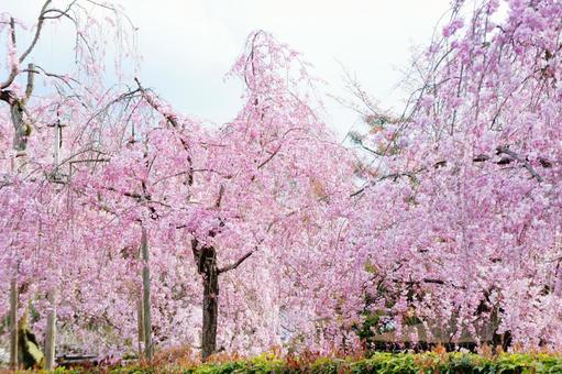 枝垂桜 枝垂桜の写真