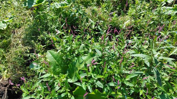 雑草 雑草,草,花の写真素材