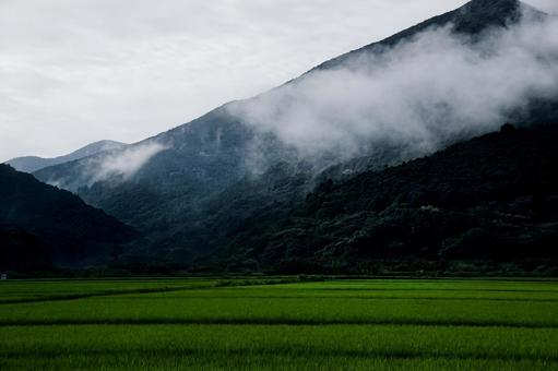 Photo, paddy field, field, rice cultivation, 