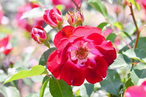 薔薇 いろは 薔薇 いろは 薔薇,いろは,赤の写真素材