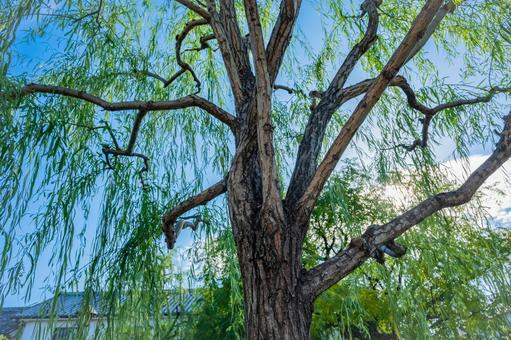 岡山　倉敷美観地区の風景 倉敷,倉敷美観地区,岡山の写真素材