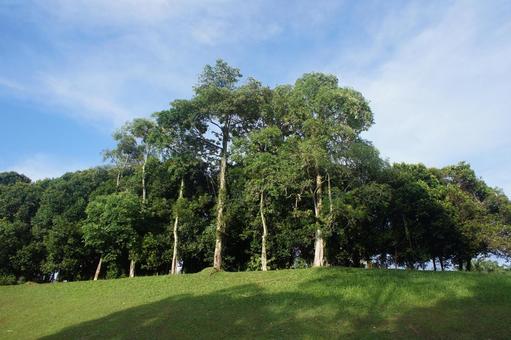 木 木,草,丘の写真素材