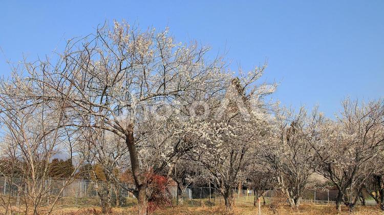 白糸自然公園の梅の花 梅の花,花,梅園の写真素材