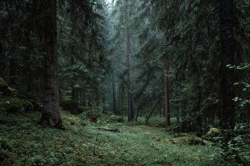 霧に包まれた神秘的な苔の森 霧に包まれた神秘的な苔の森の写真