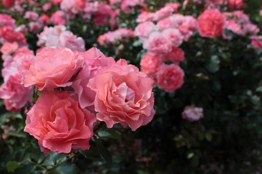 Rose, JPG