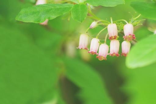 Small Flower, JPG Small Flower, JPG