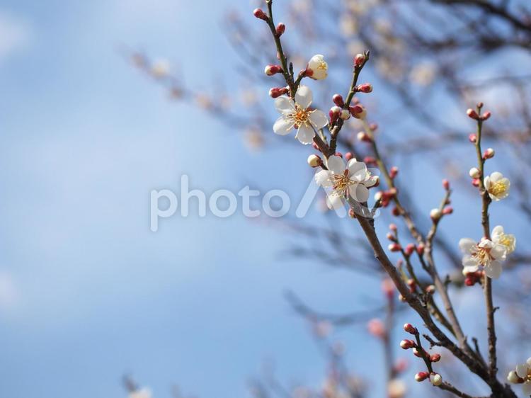 梅の花、白梅と青空 梅,白梅,青空の写真素材
