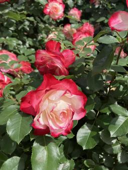 赤白のバラ バラ,薔薇,ローズガーデンの写真素材