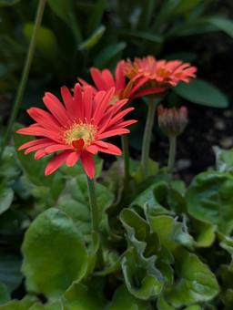 ガーベラの花 4 ガーベラの花 4の写真