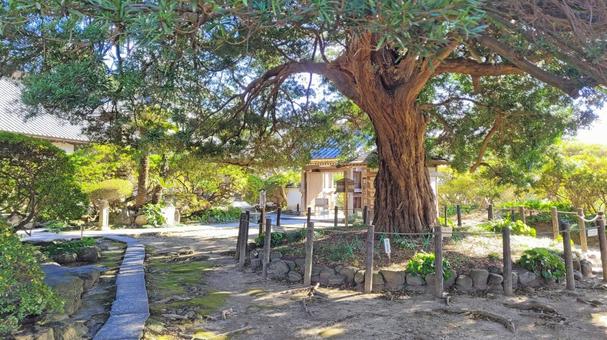 坂東33観音 03番 安養院 槙の巨木 坂東33観音 03番 安養院 槙の巨木の写真