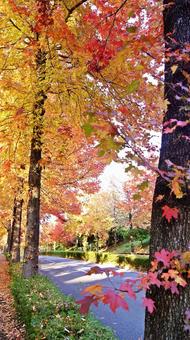 紅葉-1310 紅葉,アメリカ楓,もみじ葉楓の写真素材