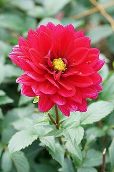 宝塚ダリア園秋　ダリア72　リズモア 宝塚市,宝塚ダリア園,ダリアの写真素材