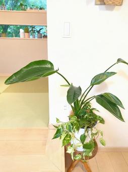 観葉植物　オーガスタ8号鉢ポトス寄せ植え 観葉植物,オーガスタ,リビングの写真素材