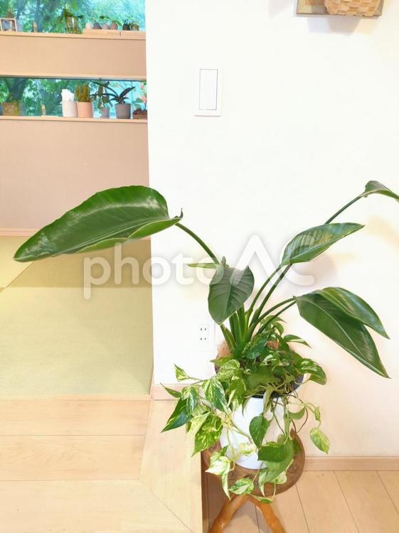 観葉植物　オーガスタ8号鉢ポトス寄せ植え 観葉植物,オーガスタ,リビングの写真素材
