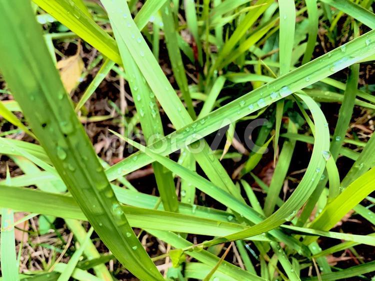 雨上がり　雫の残る雑草　よく見る雑草 雑草,雨,雫の写真素材