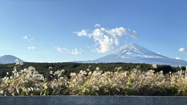 秋のすすきと青空に映える富士山 富士山,日本,山の写真素材
