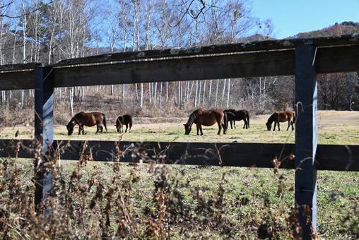 木曾馬 木曾馬,馬,動物の写真素材